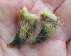Authentic Grade B North American Coyote Claws with Fur - 50 @ .63 each