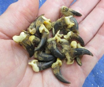 Authentic Grade B North American Coyote Claws with Fur - 50 @ .63 each