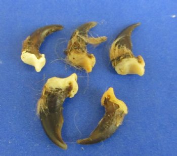 Authentic Grade B North American Coyote Claws with Fur - 50 @ .63 each