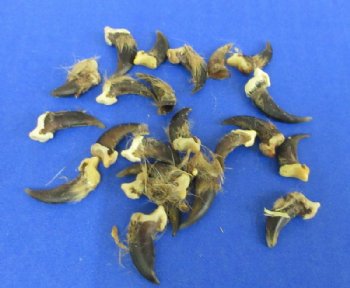 Authentic Grade B North American Coyote Claws with Fur - 50 @ .63 each
