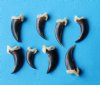 Real Coyote Claws for Sale for Art and Jewelry Making - Pack of 25 @<font color=red> $1.00</font> each, Plus $7.00 1st Class Mail; 