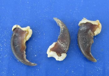 Authentic Racoon Claws for Sale 3/8 to 5/8 inch - Pack of 25 @ .96 each