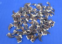 Authentic Racoon Claws for Sale 3/8 to 5/8 inch - Pack of 25 @ .96 each