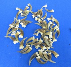 Skunk Claws - 25 @ .75 each