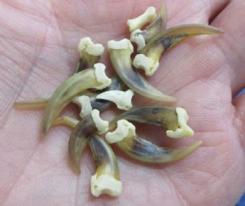 Skunk Claws - 25 @ .75 each