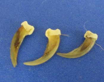 Skunk Claws - 25 @ .75 each