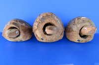 7 to 9 inches Bobble Head Coconut Turtle Novelty for Sale - $9.99 each