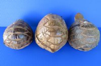 7 to 9 inches Bobble Head Coconut Turtle Novelty for Sale - $9.99 each