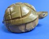 7 to 9 inches Bobble Head Coconut Turtle for Sale - Bulk Case of 18 @ $3.60 each
