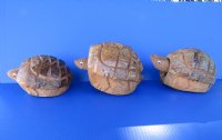 7 to 9 inches Bobble Head Coconut Turtle for Sale - Bulk Case of 18 @ $4.75 each