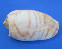 Cymbium Marmoratum ...