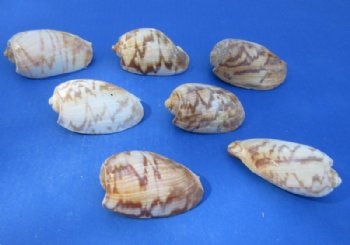 Cymbium Marmoratum Shells (3"-4") - 25 @ $1.12 each; 50 @ $1.00 each