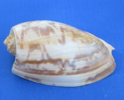 Cymbium Marmoratum ...