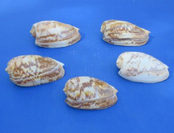 Cymbium Marmoratum Shells <font color=red> Wholesale</font> (4"-5"") -  100 @ .90 each