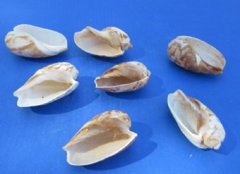 Cymbium Marmoratum Shells <font color=red> Wholesale</font> (4"-5"") -  100 @ .90 each