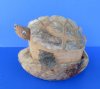7 to 9 inches long Carved Coconut Turtle Novelty for Sale - Packed 1 @ $4.99 each