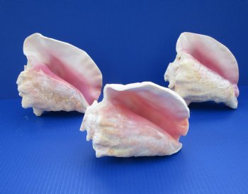 7" to 8" Pink Conch Shell Horns <font color=red> Wholesale in Bulk </font> - 10 @ $10.35 each