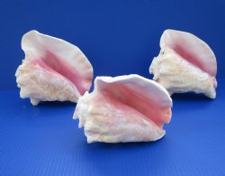 7" to 8" Pink Conch Shell Horn for Sale - $15.55 each