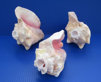 7" to 8" Pink Conch Shell Horns <font color=red> Wholesale in Bulk </font> - 10 @ $10.35 each