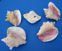 6 to 7-7/8 inches Slit Back Queen Pink Conch Shells <font color=red> Wholesale</font> - Case: 20 @ $8.50 each