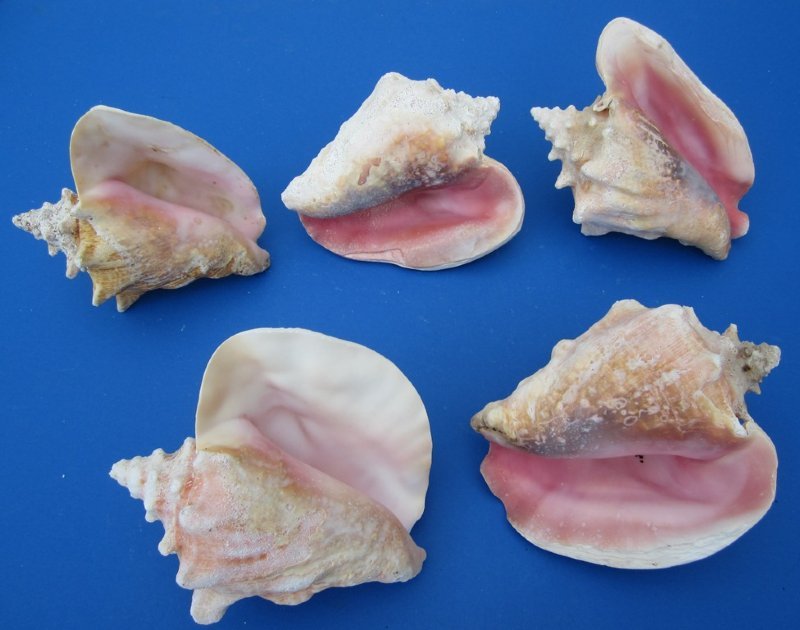 Pink Conch Shells, Queen Conch for Sale at Worldwide Wildlife Products