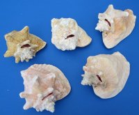 6 to 7-7/8 inches Slit Back Queen Pink Conch Shells <font color=red> Wholesale</font> - Case: 20 @ $8.50 each