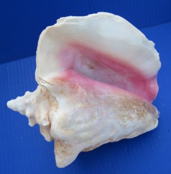 6 to 7-7/8 inches Slit Back Queen Pink Conch Shells <font color=red> Wholesale</font> - Case: 20 @ $8.50 each