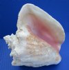 Wholesale Large Pink Conch Shells7-3/4 to 8-3/4 inches (Commercial Grade Some with Broken Edges) - Case of 15 @ $10.75 each