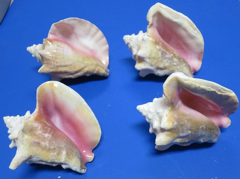 Large Queen Conchs for Sale, Pink Conch 8 to 9 inches 15.75 each