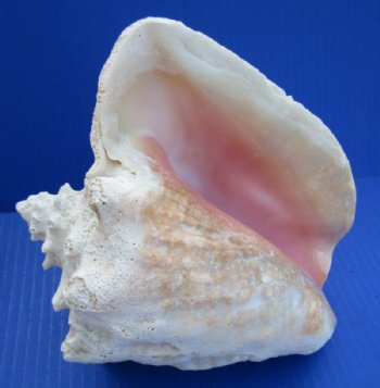 Slit-Back Pink Conch Shells <font color=red> Wholesale</font> 7-3/4 to 8-3/4 inches - Case: 10 @ $12.35 each