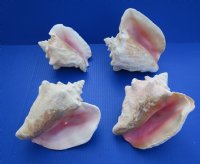 Slit-Back Pink Conch Shells <font color=red> Wholesale</font> 7-3/4 to 8-3/4 inches - Case: 10 @ $12.35 each