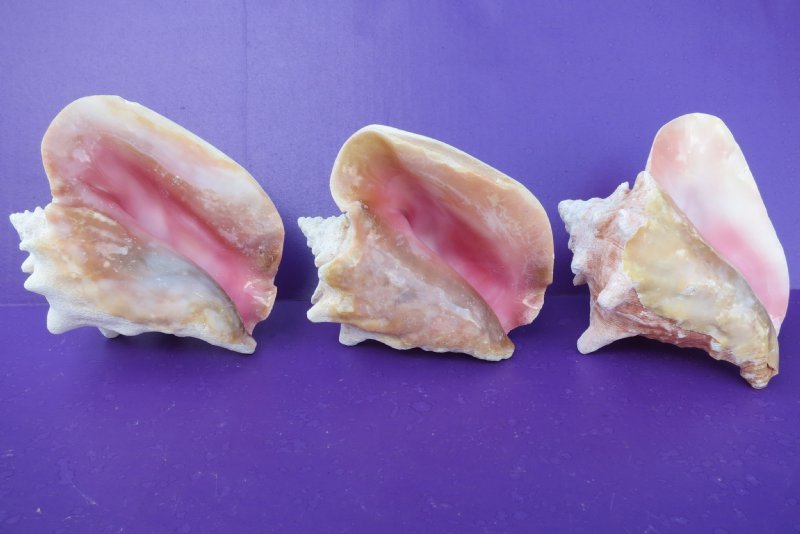 Large Queen Conchs for Sale, Pink Conch 8 to 9 inches 15.75 each