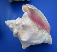 Slit-Back Pink Conch Shells <font color=red> Wholesale</font> 7-3/4 to 8-3/4 inches - Case: 10 @ $12.35 each