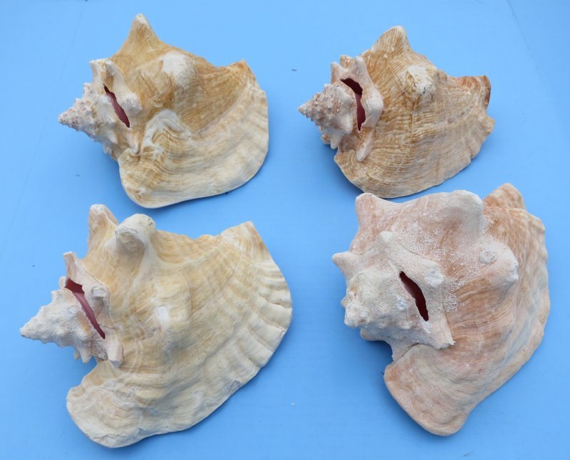 Large Queen Conchs for Sale, Pink Conch 8 to 9 inches 15.75 each