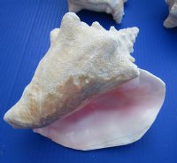 Slit-Back Pink Conch Shells <font color=red> Wholesale</font> 7-3/4 to 8-3/4 inches - Case: 10 @ $12.35 each