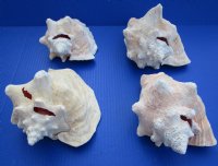 Slit-Back Pink Conch Shells <font color=red> Wholesale</font> 7-3/4 to 8-3/4 inches - Case: 10 @ $12.35 each