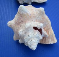 Slit-Back Pink Conch Shells <font color=red> Wholesale</font> 7-3/4 to 8-3/4 inches - Case: 10 @ $12.35 each