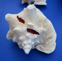 Slit-Back Pink Conch Shells <font color=red> Wholesale</font> 7-3/4 to 8-3/4 inches - Case: 10 @ $12.35 each