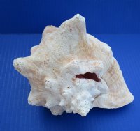 Slit-Back Pink Conch Shells <font color=red> Wholesale</font> 7-3/4 to 8-3/4 inches - Case: 10 @ $12.35 each