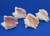 6 to 8 inches Slit-Back Pink Conch Shells for Gardens and Landscaping, Grade 2 Quality - Pack of 6 @ $6.40 each