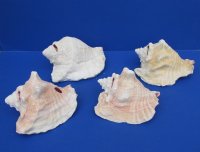 6 to 9 inches Imperfect Slit-Back Pink Conch Shells for Landscaping  - 3 @ $8.65 each