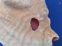 6 to 9 inches Imperfect Slit-Back Pink Conch Shells for Landscaping  - 3 @ $8.65 each