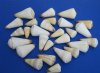 5.25 pounds of Assorted Virgo and Distant Cone Shells for Sale - Pack of 1 Gallon (5.25 pounds) @ $7.00 a bag; Pack of 3 gallons (26.25 pounds) @ $6.30 a bag