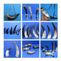 Cow Horns, Cattle Horns