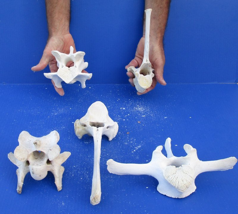 4 to 12 inches Authentic Cow Vertebrae Bones for Sale (Bos taurus)