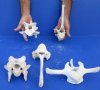 4 to 12 inches Authentic Cow Vertebrae Bones for Sale (Bos taurus) - Pack of 2 @ $8.00 each; Pack of 6 @ $6.40 each