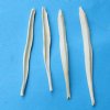 Coyote Penis Bones <font color=red>Wholesale</font>, Coyote Baculum 2-1/2 to 3 inches - Pack of 48 @ $1.95 each