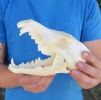 Coyote Skulls