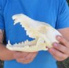 Coyote Skulls