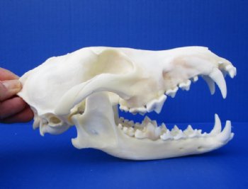 Coyote Skull, Real Coyote Skulls